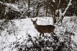 Winter Snow Scenics Winter Snow Scenics