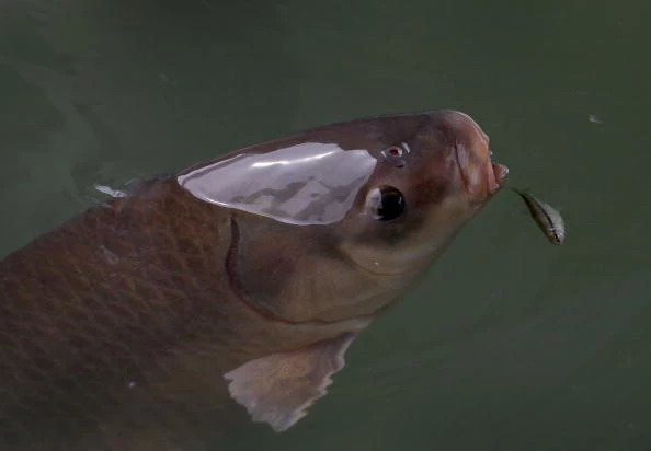 Asian Carp Asian Carp