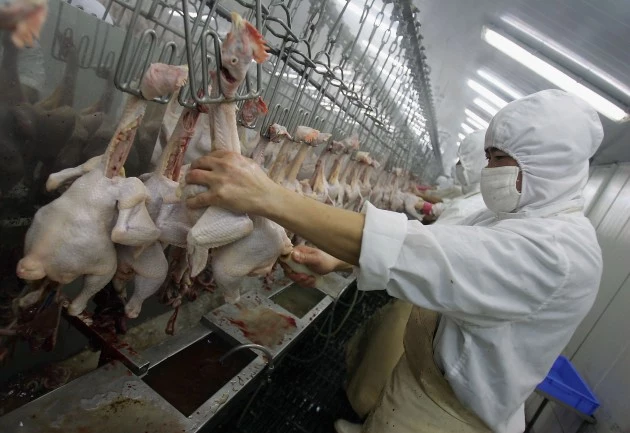 Bird Flu Fears Raised In China As More Cases Are Reported chickens