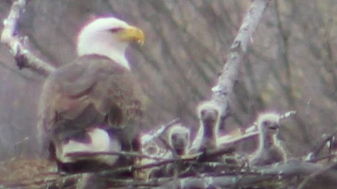 Baby Eagles