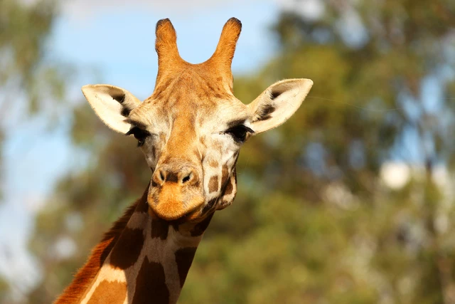 Express Your Love For Valentine's Day with a Giraffe-Gram