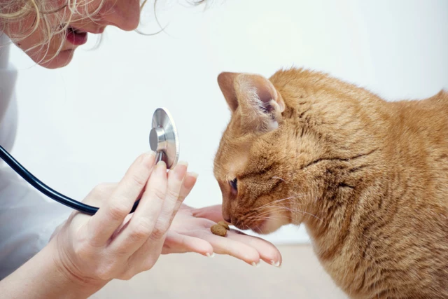 Will Cats And Dogs Need COVID Vaccines?
