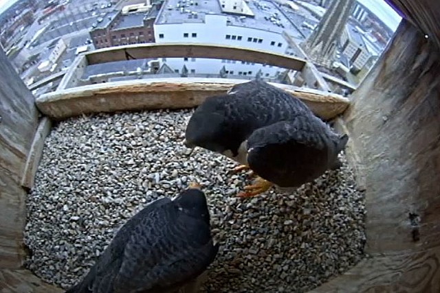 Utica Peregrine Falcon Lays First Egg For 2021