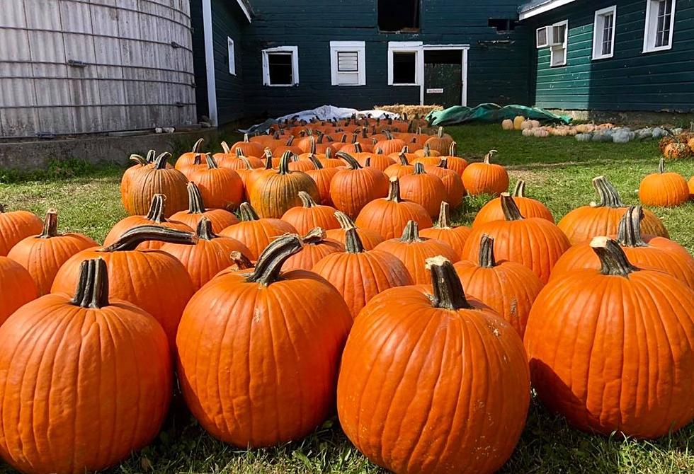 32 Unique Pumpkin Patches To Check Out This Fall Across New York State