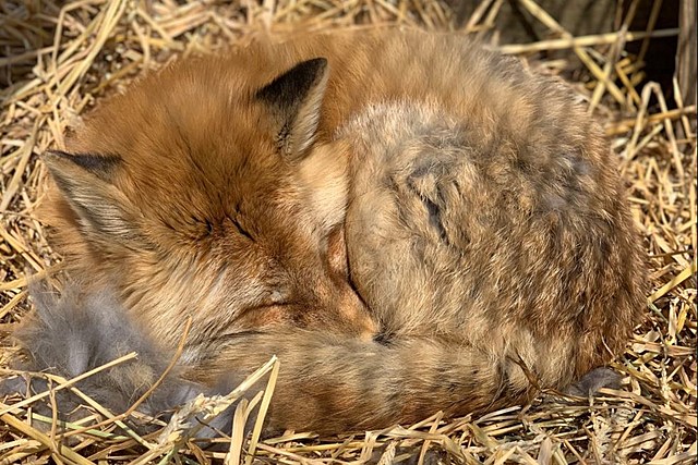 One Of Utica Zoo's Beloved Red Foxes Has Passed Away