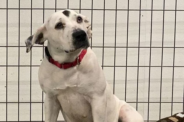 11 Dogs Around Utica And Rome New York Up For Adoption For Christmas