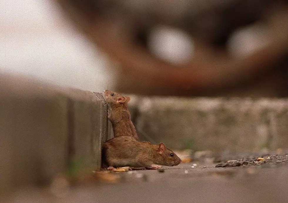 Aggressive Rats Running Wild in 4 New York Cities, 3 in Upstate