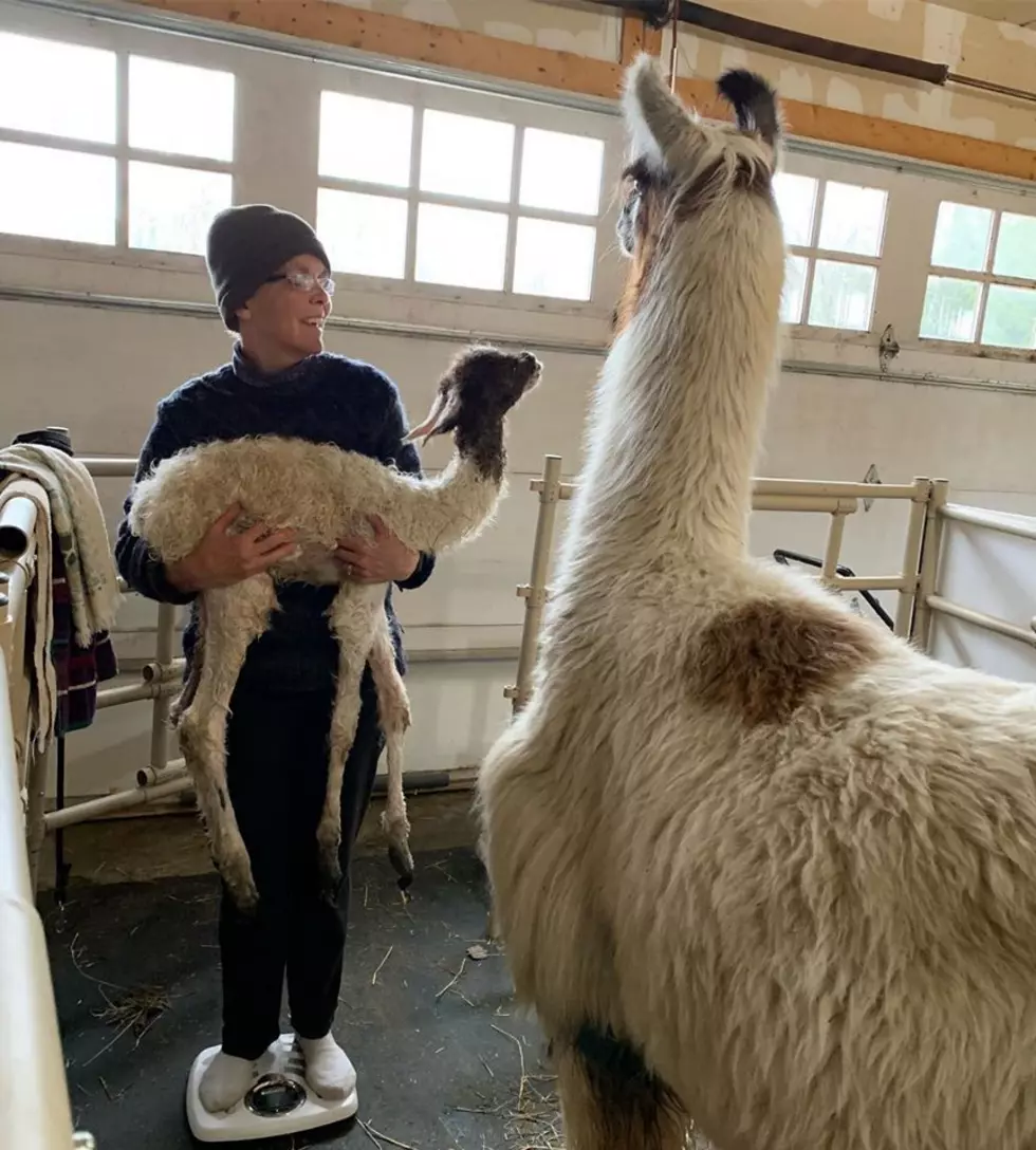 Vote and Help Choose A Name For Adirondack Baby Llama!