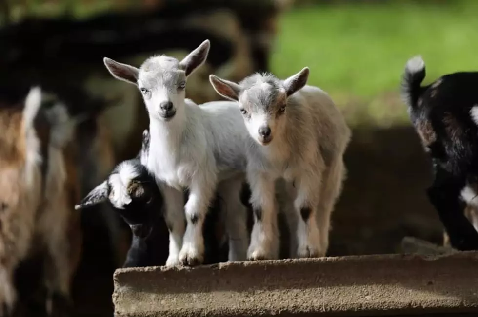 Stretch With The Goats- Unique Yoga Coming To Rome