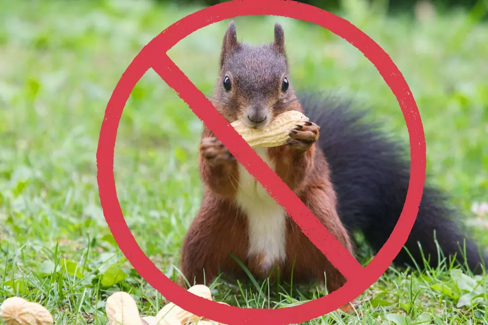 New York Refuses to Release P’Nut the Squirrel’s Remains