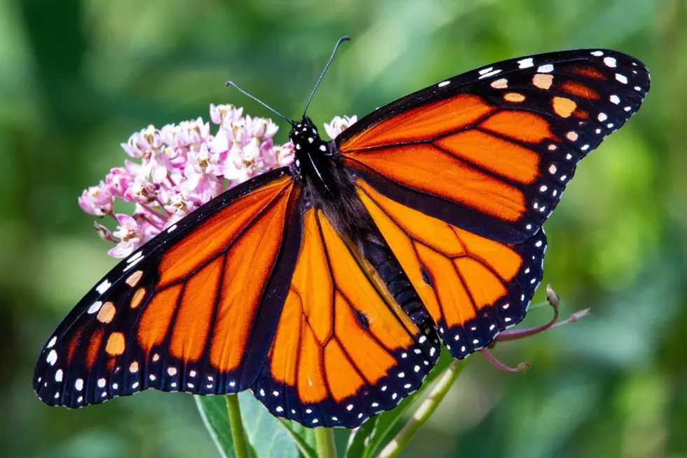 Plants That Will Turn Your Yard Into a Monarch Butterfly Haven
