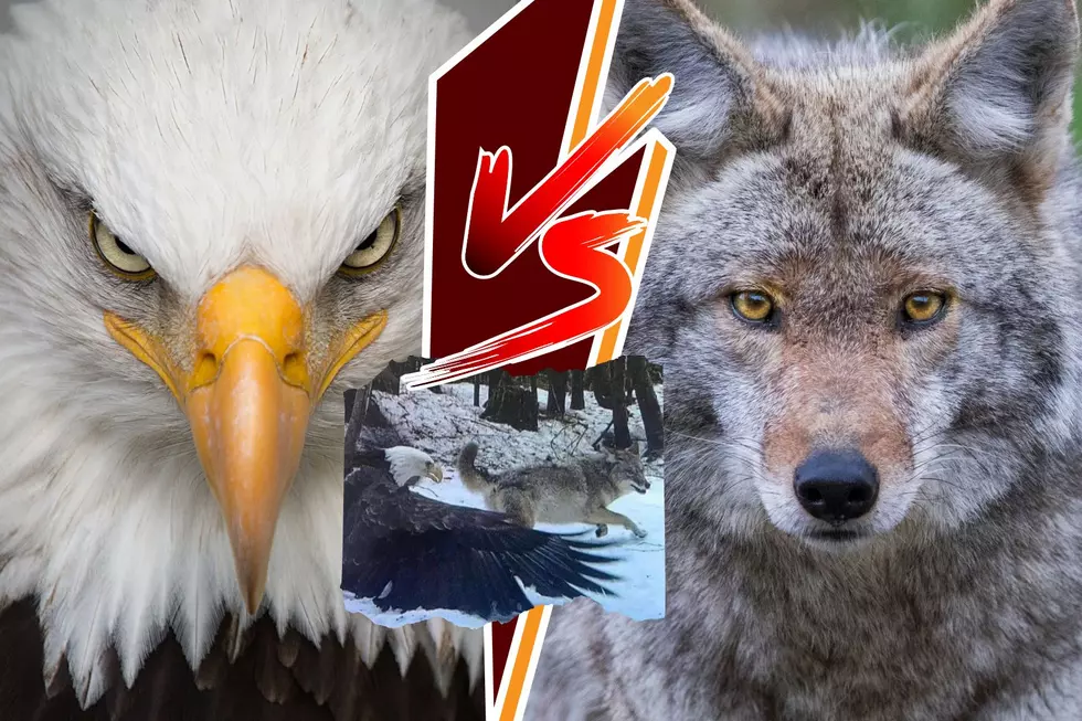 Trail Camera Catches Epic Battle Between Two New York Predators